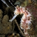 seahorse_thorny_fb_bb_si_v_0499_kom1215.jpg